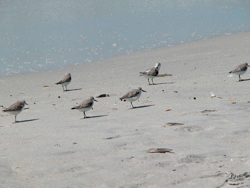 Image of Sanderling