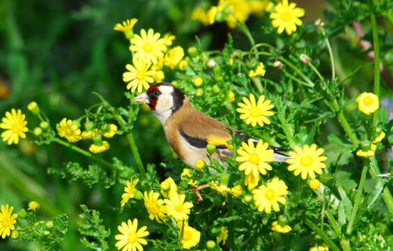 Image of Carduelis Brisson 1760