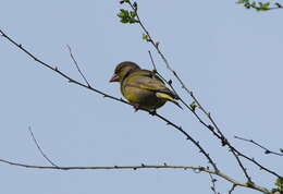 Image of European greenfinch