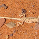 Image of Red Spotted Lizard