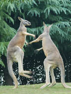 Image of red kangaroo