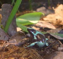 Plancia ëd Dendrobates auratus (Girard 1855)