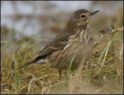 Image of American Pipit