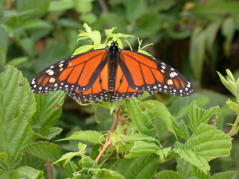 Plancia ëd Danaus (Anosia) plexippus Linnaeus 1758