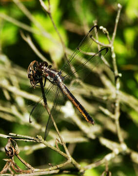 Image of Great Blue Skimmer