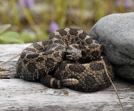 Image of pigmy rattlesnake