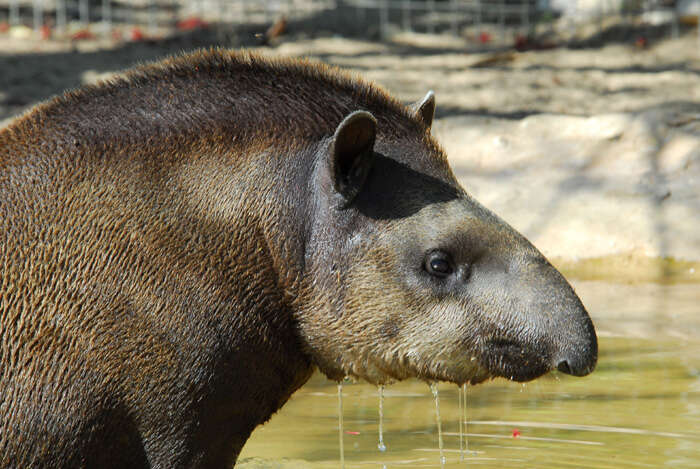 Imagem de Tapirídeos