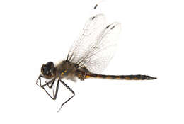 Image of Common Baskettail