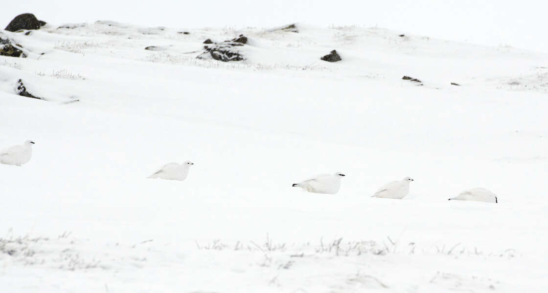 Image of Ptarmigan