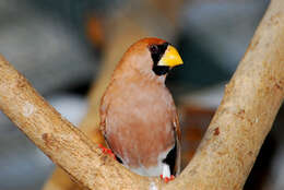 Image of Masked Finch