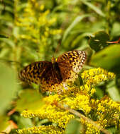 Image of Great Spangled Fritillary