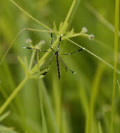 Image of phantom crane flies