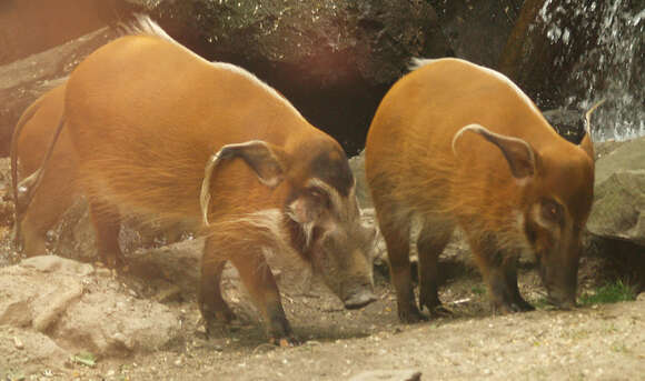 Image of Bush Pig and Red River Hog