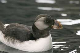 Image of Horned Puffin