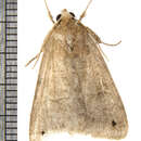 Image of Black-dotted Brown Moth