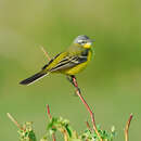 Image of Western Yellow Wagtail