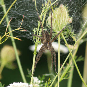 Image of Dark Fishing Spider