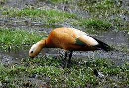 Image of Ruddy Shelduck