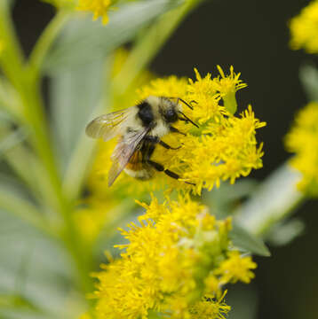 Image of Tricolored Bumble Bee