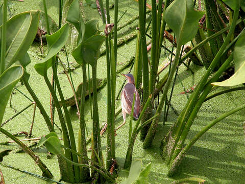 Image of Least Bittern