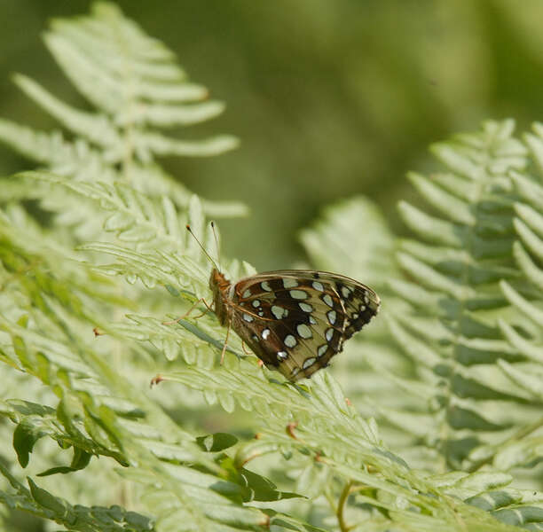 Image of Great Spangled Fritillary