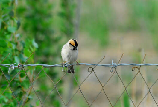 Image of Saxaul Sparrow