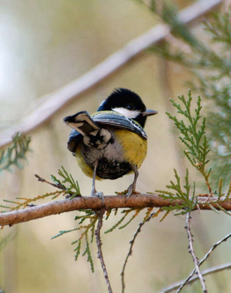 صورة Parus monticolus Vigors 1831