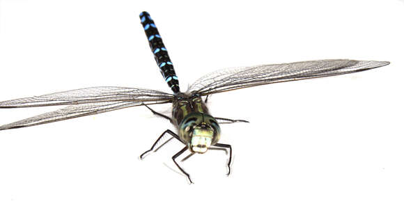 Image of Canada Darner