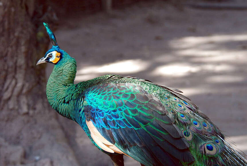 Image of Green Peafowl