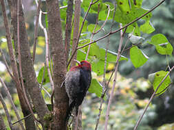 紅胸吸汁啄木鳥的圖片