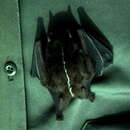 Image of Short-headed Broad-nosed Bat