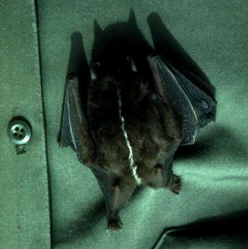 Image of broad-nosed bat