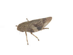 Image of leafhoppers