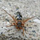 Image of cicada killer