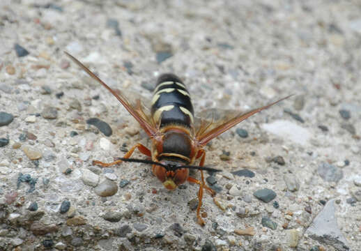 Image of Cicada Killers