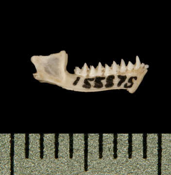 صورة Pipistrellus tenuis (Temminck 1840)