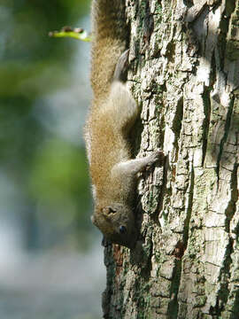 Image of Pallas's Squirrel