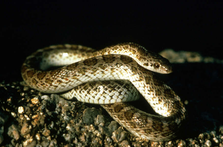 Image of Glossy Snakes