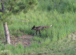 Image de renard, renard roux