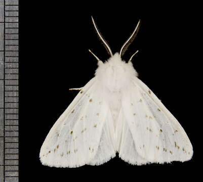 Image of Spilosoma Curtis 1825