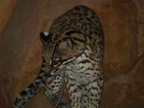 Image of Ocelot