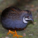 Imagem de Coturnix chinensis