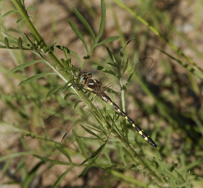 Image of Twin-Spotted Spiketail