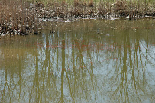 Image of Common carps