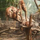 Image of Eastern Ebony Leaf Monkey