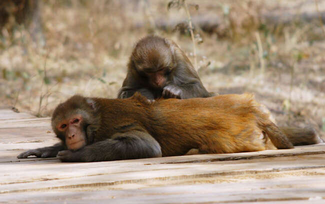 Image of Rhesus Monkey