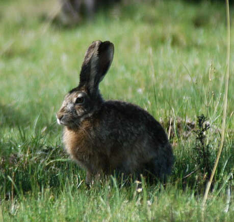 Plancia ëd Lepus oiostolus Hodgson 1840