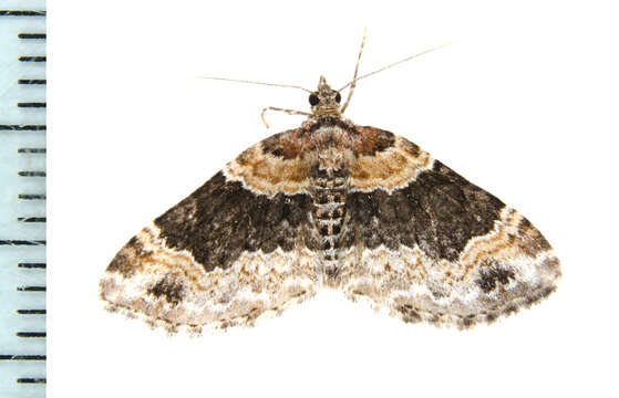 Image of dark-barred twin-spot carpet