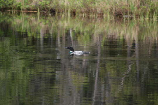 Image of Common Loon