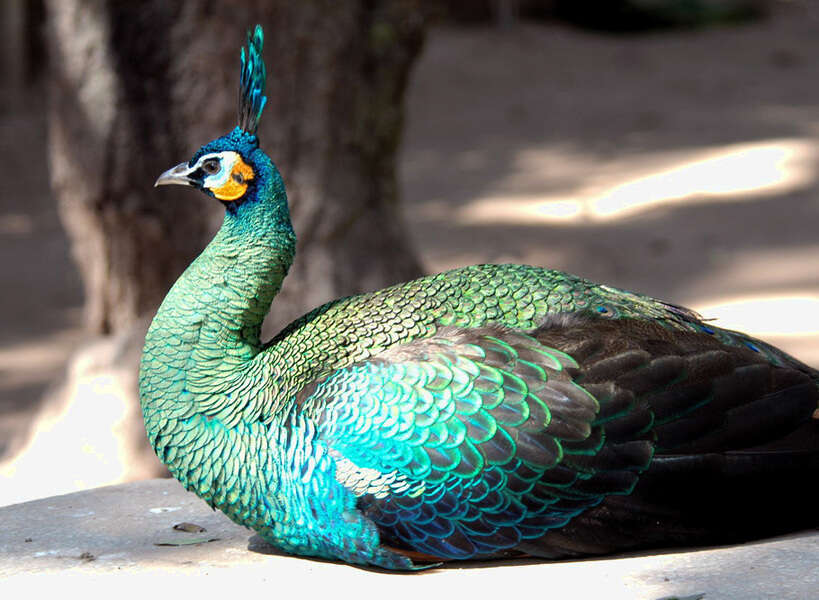 Imagem de Pavo muticus Linnaeus 1766